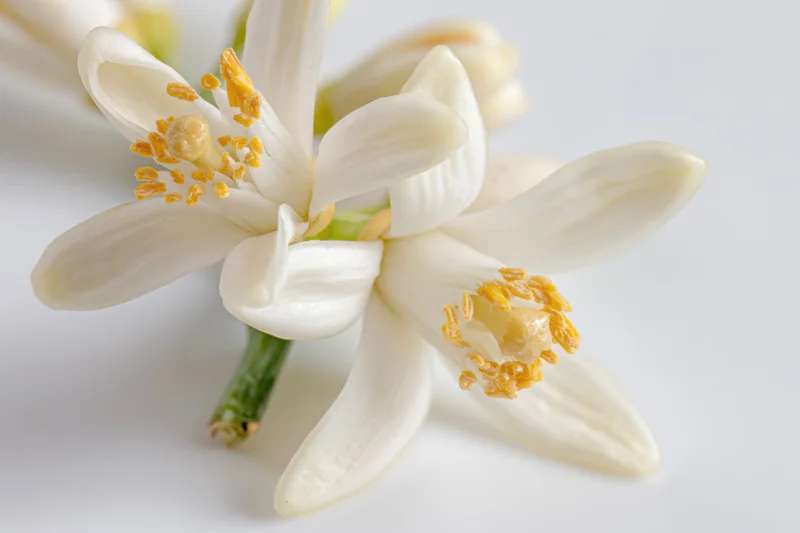 Closeup of two white orange blossom flowers with yellow stamens on a white background