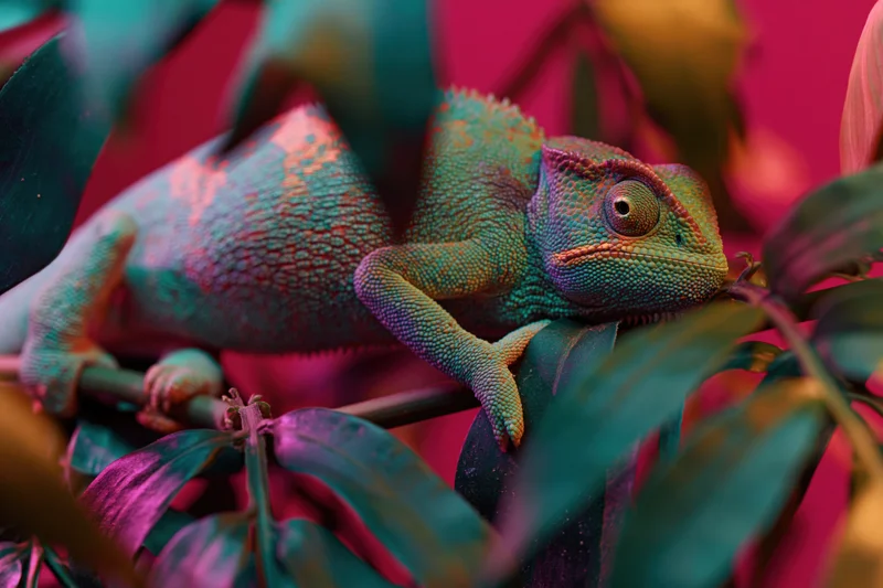 Veiled chameleon perched on a branch among dense tropical foliage under colorful lighting