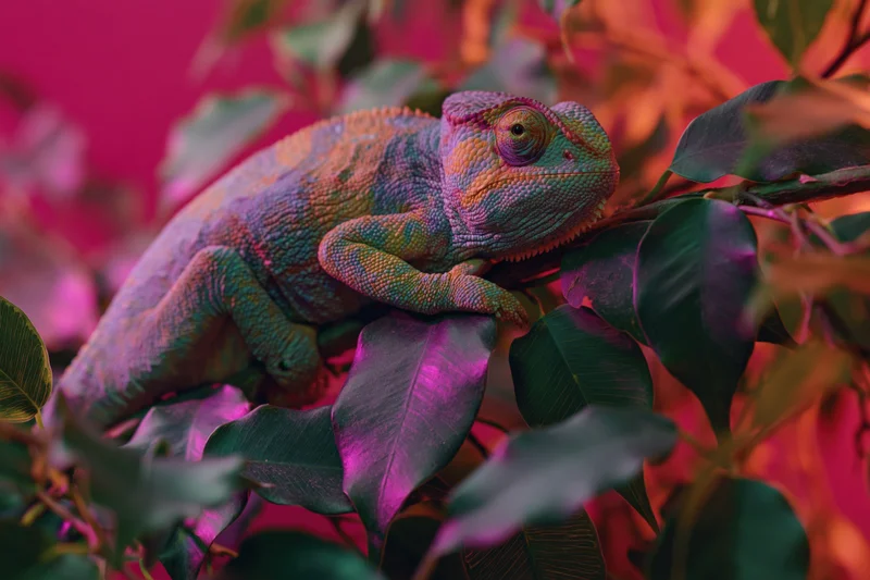 Veiled chameleon perched on a branch among dense tropical leaves under vibrant pink and orange lighting