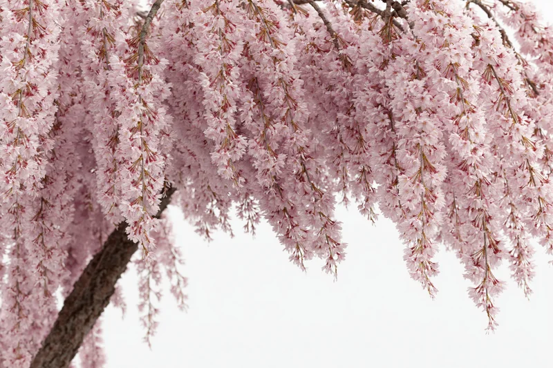Weeping cherry tree branches densely covered in soft pink blossoms against a white sky