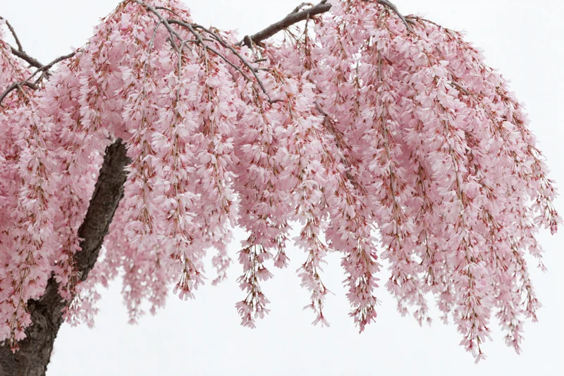 Weeping cherry tree branches covered in soft pink blossoms against a pale sky