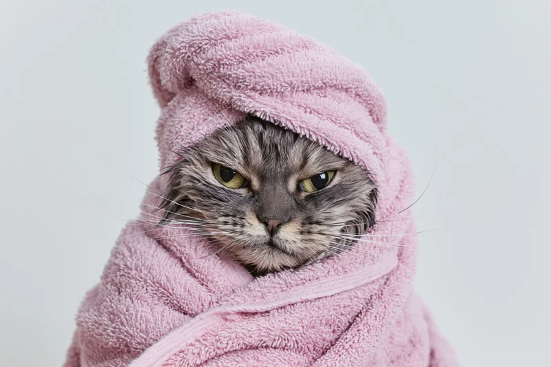 Wet grey tabby cat wrapped in pink towel against white background