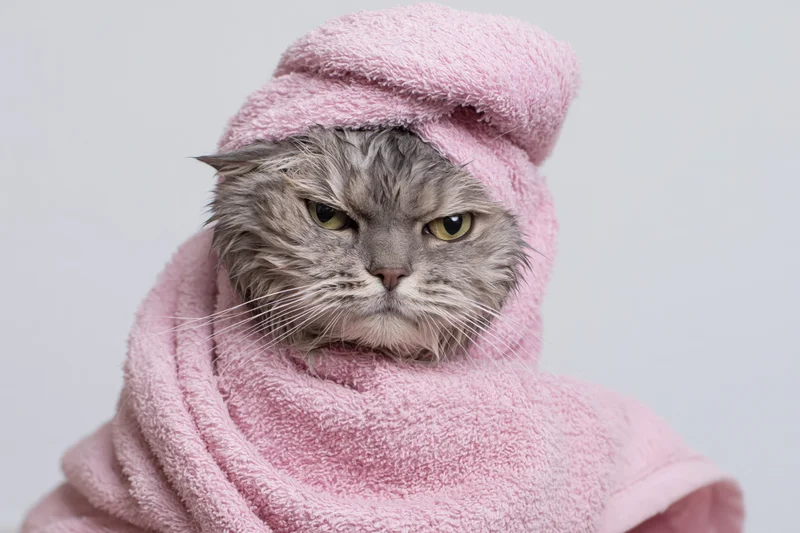 Wet grey tabby cat wrapped in pink towel, studio portrait with grumpy expression