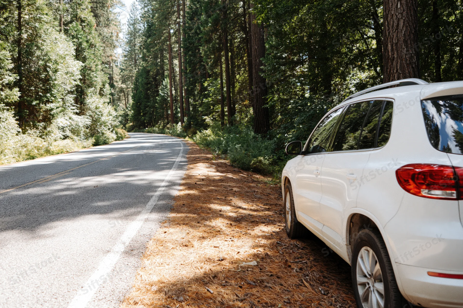 White suv parked on forest road shoulder beside tall pine trees