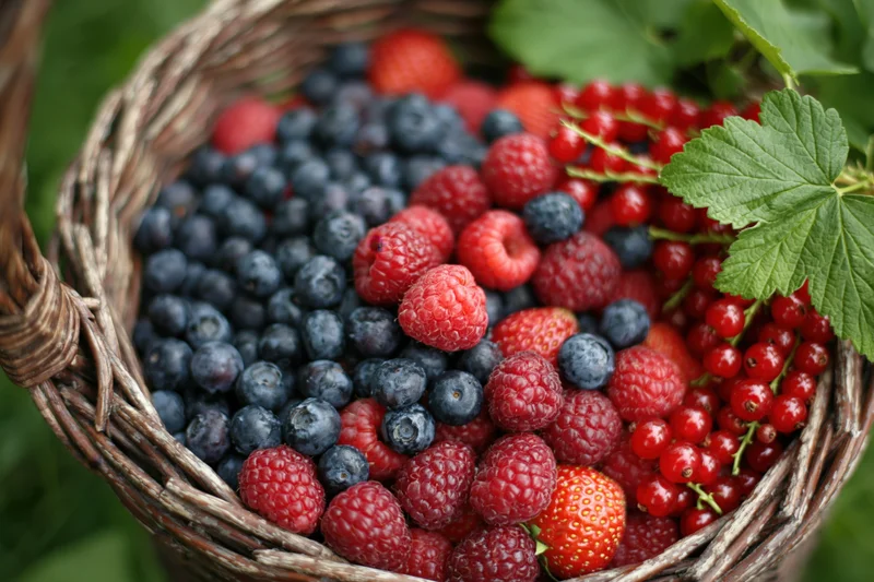 Wicker basket overflowing with fresh blueberries, raspberries, redcurrants and strawberries in a garden setting