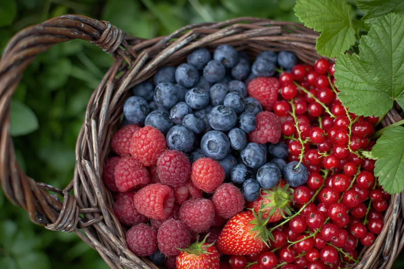 Wicker basket overflowing with blueberries, raspberries, strawberries and redcurrants in a garden setting