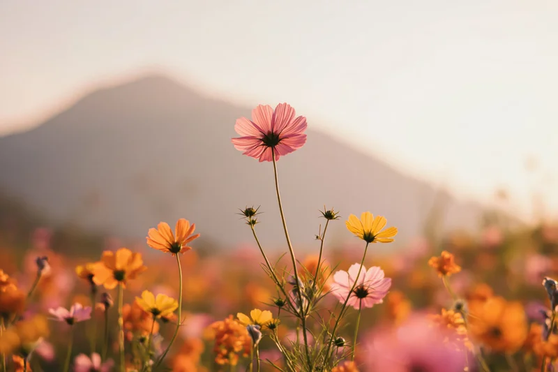 Cosmos flowers blooming in a field with mountains in the background