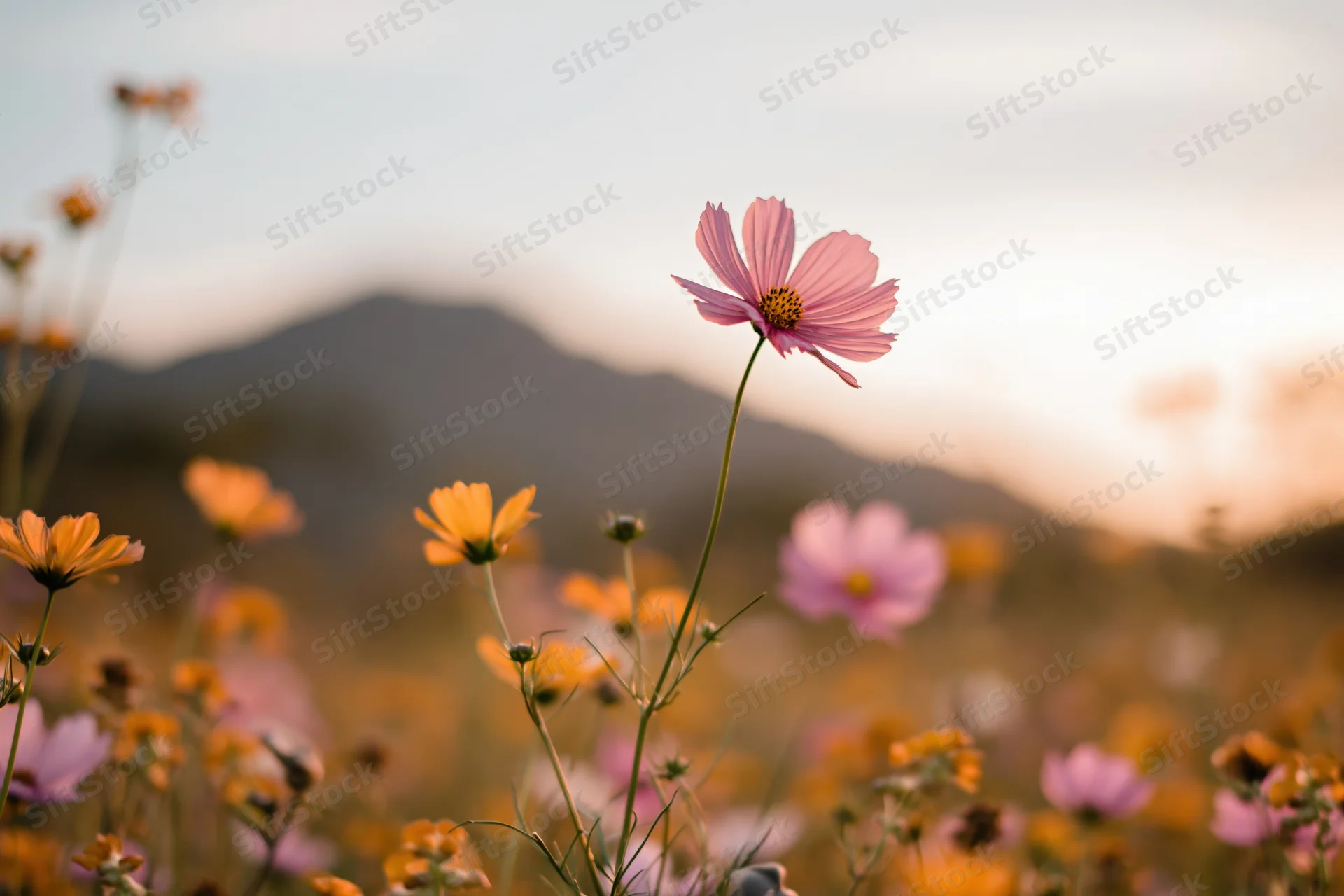Pink cosmos flower blooming in a field with orange flowers and distant mountains at sunset