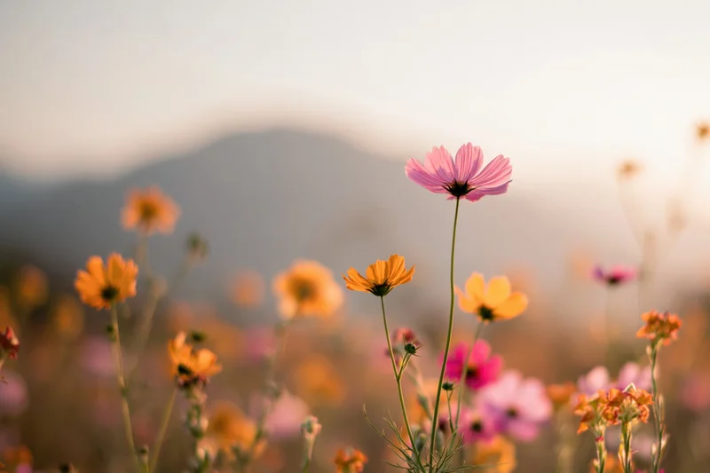 Cosmos and sulfur flowers blooming in an open field with mountains in the background