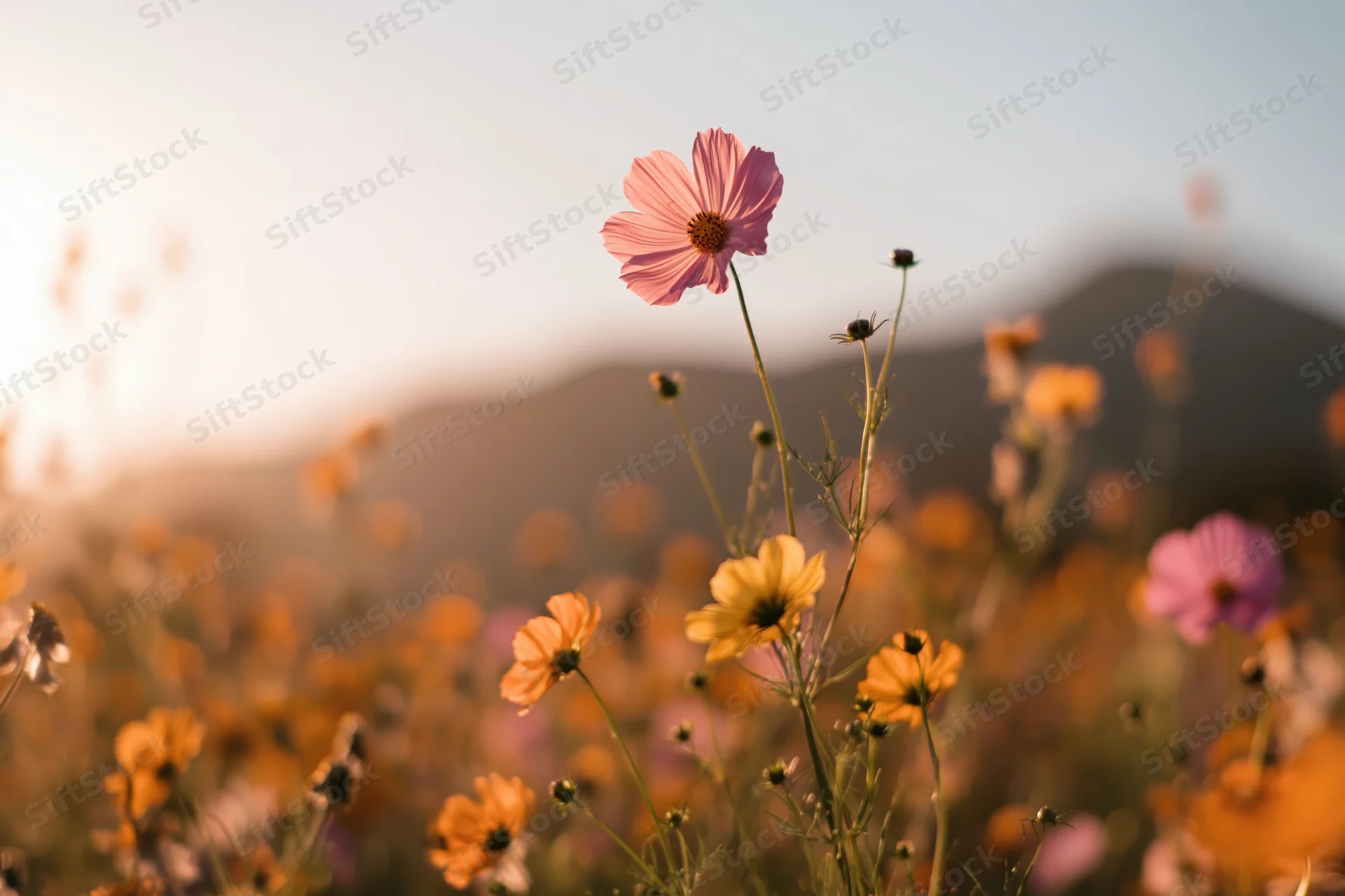 Pink and yellow cosmos flowers blooming in a field at sunset with mountains in the background