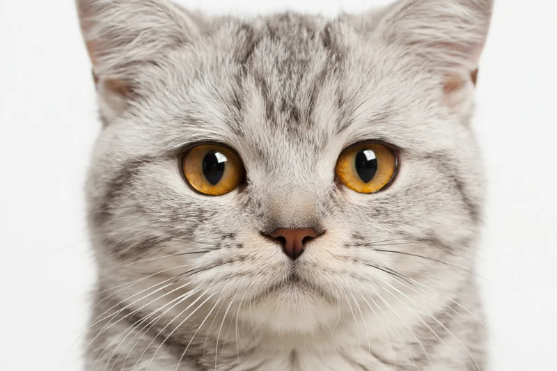 Closeup portrait of a young british shorthair cat looking directly at the camera against a white background