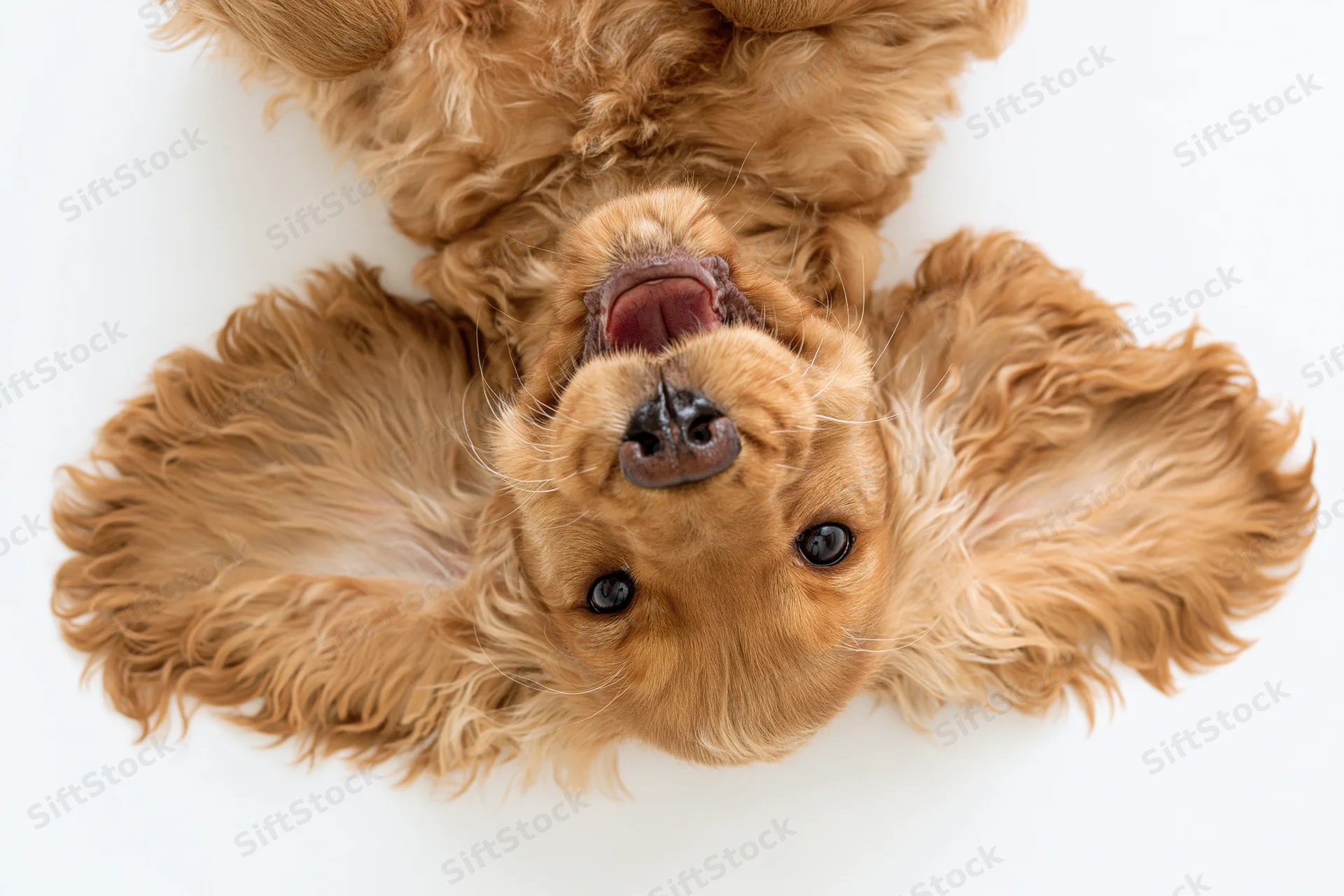 Young english cocker spaniel puppy lying on its back looking up in studio shot