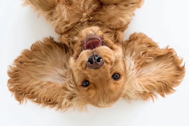 Young english cocker spaniel puppy lying on its back looking up in studio shot