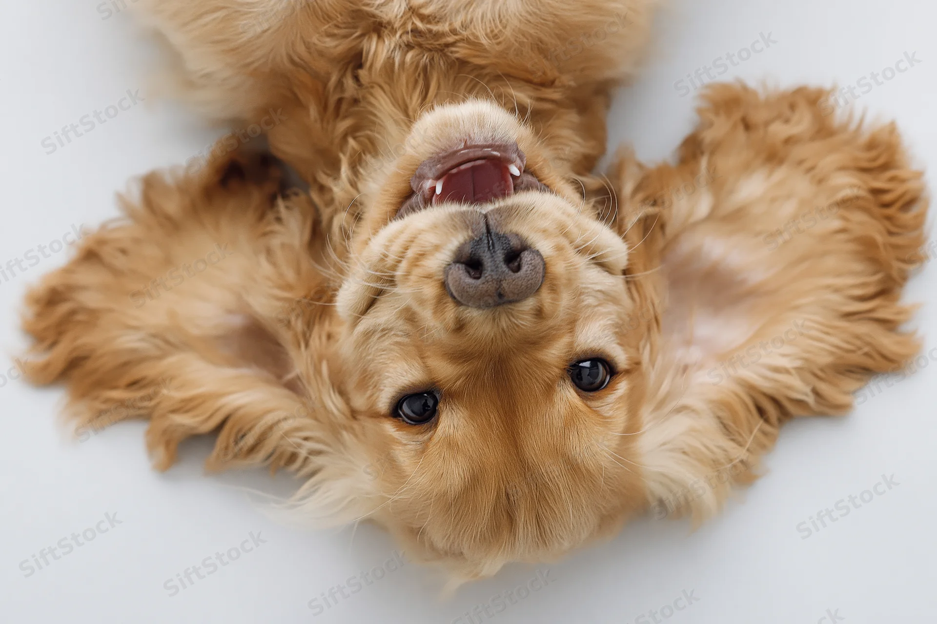 Young english cocker spaniel puppy lying on its back with mouth open and eyes looking up, isolated on white background