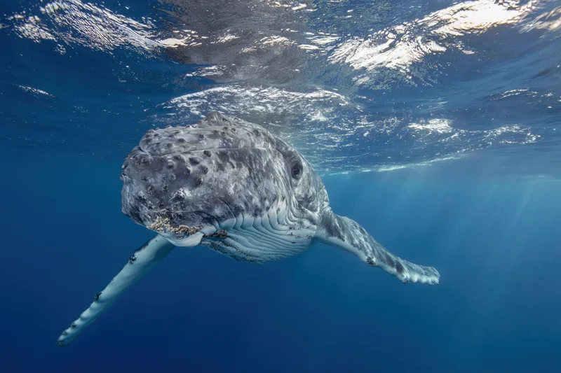 Young humpback whale calf swimming just below ocean surface in clear blue water