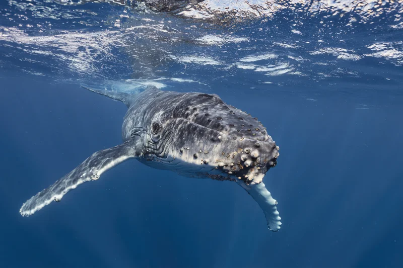 Young humpback whale calf swimming just below ocean surface