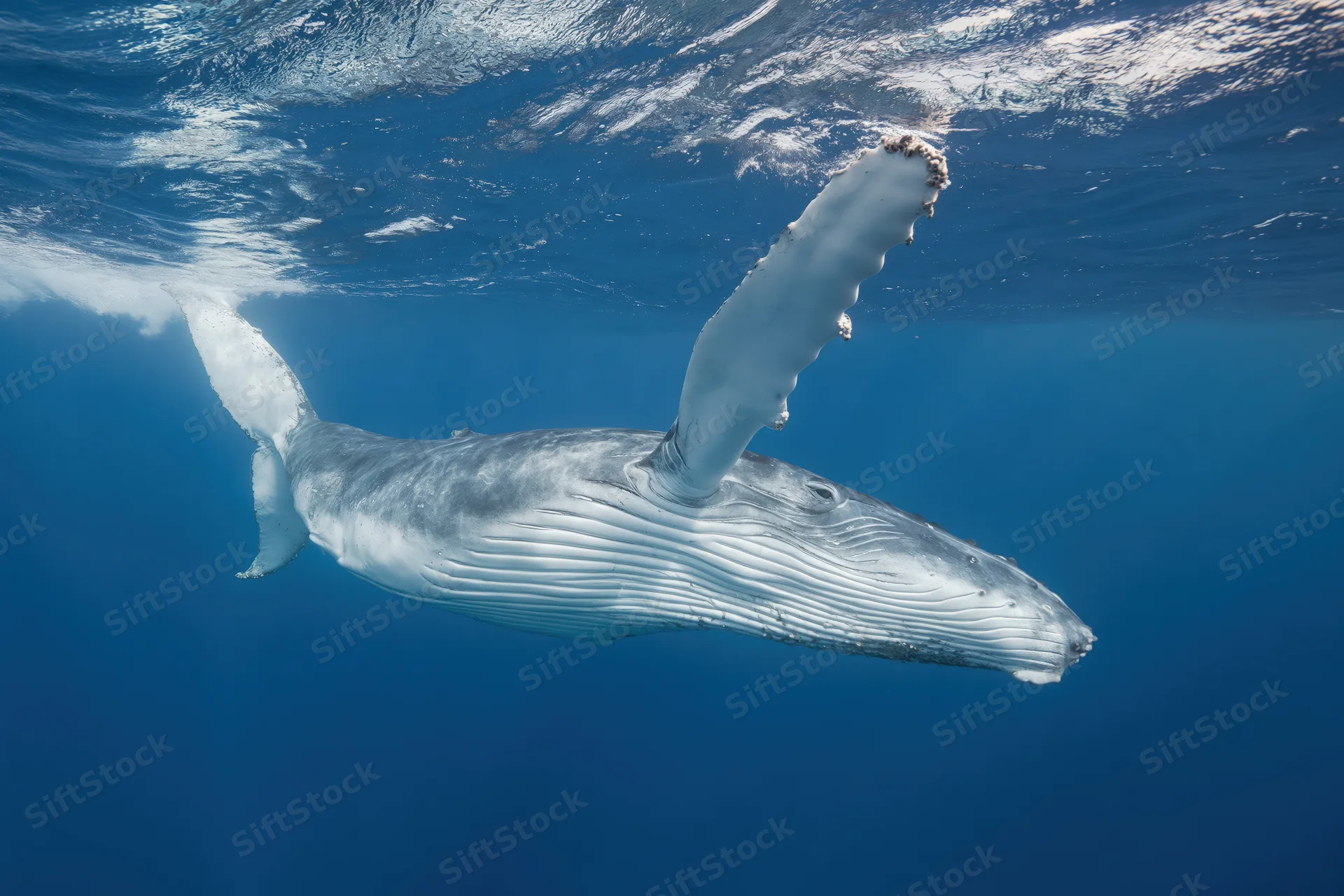 Young humpback whale swimming just below ocean surface in clear blue water