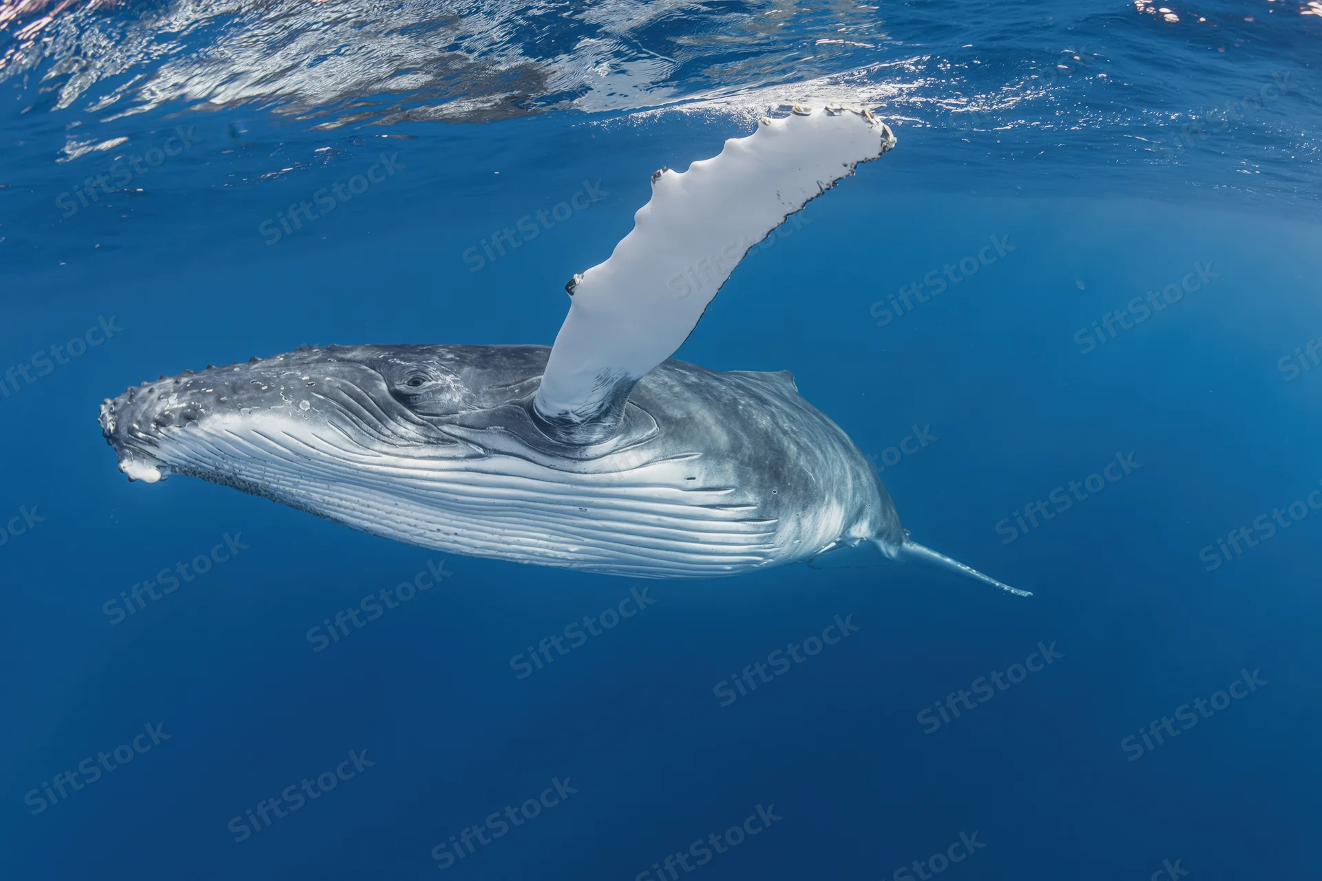 Young humpback whale swimming just below ocean surface with pectoral fin raised