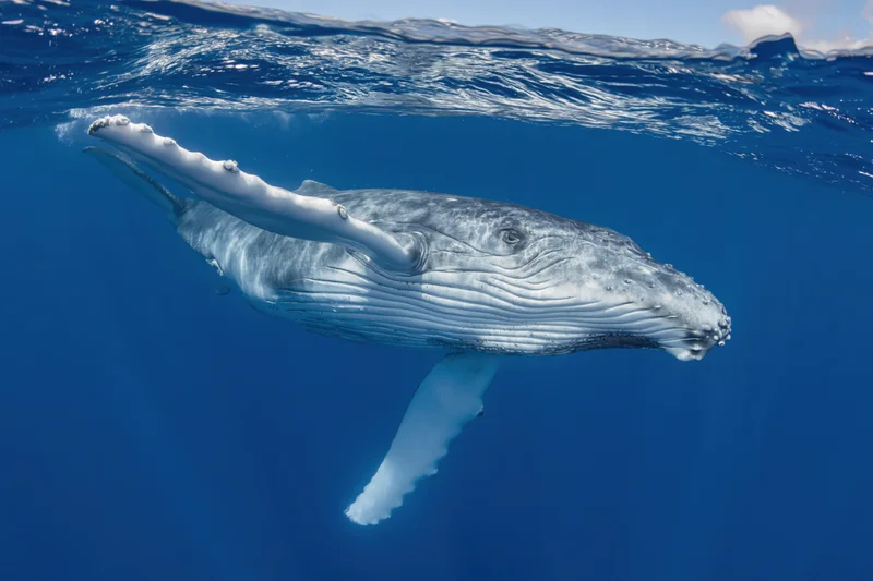 Young humpback whale swimming just below ocean surface in clear blue water