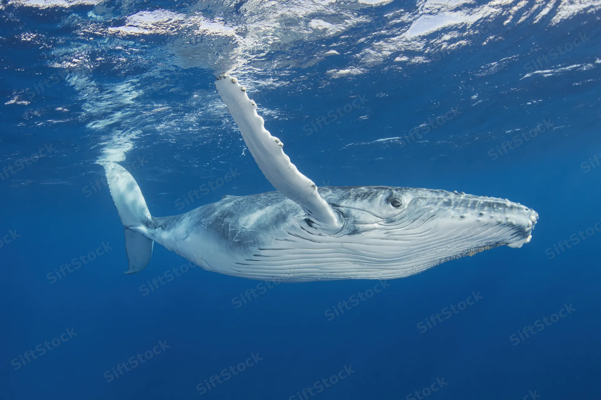 Young humpback whale swimming just below ocean surface with sunlight filtering through water