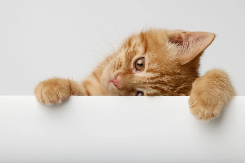 Orange tabby kitten peeking over white surface with paws resting on edge