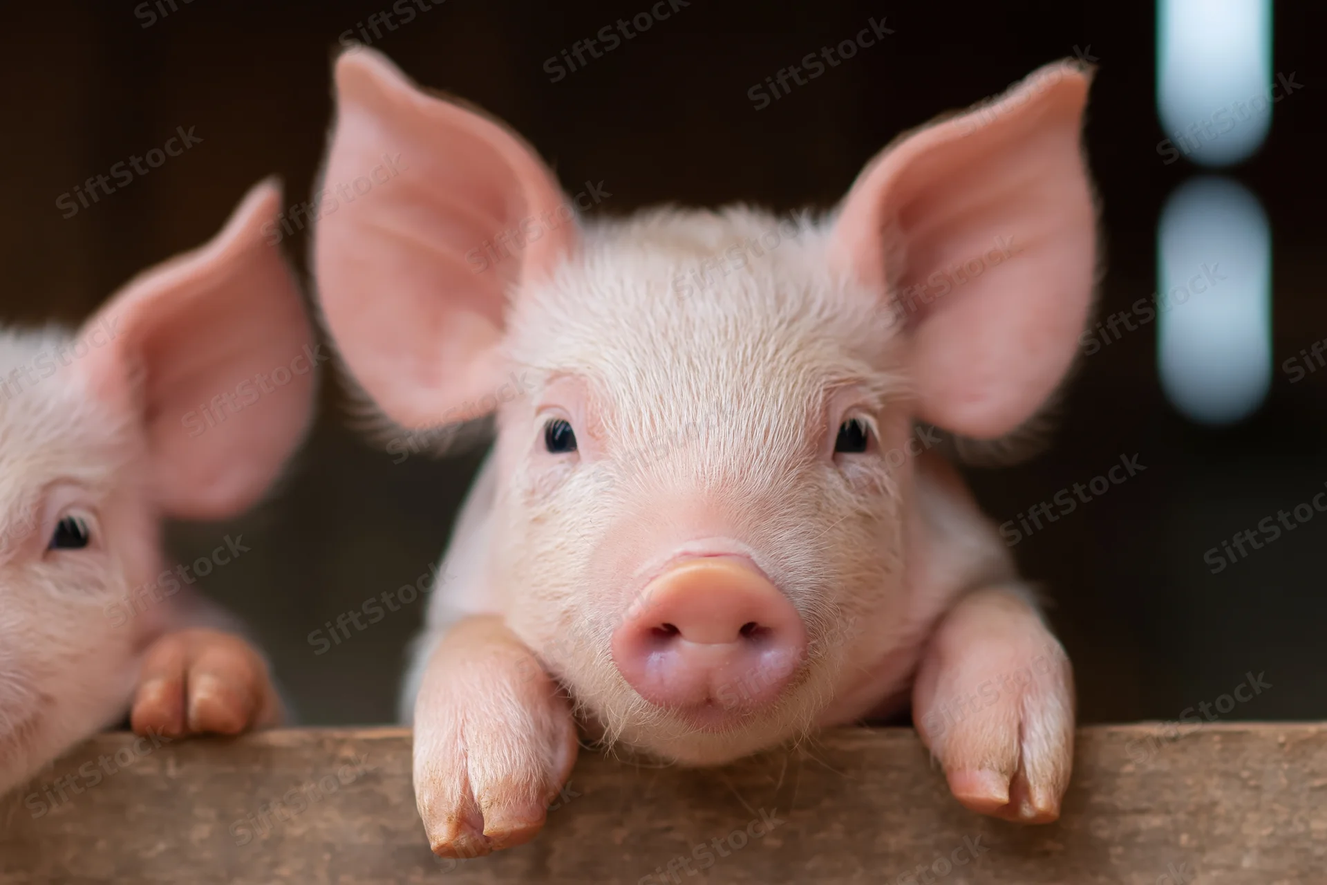 Young pink piglet resting front legs on wooden pen rail
