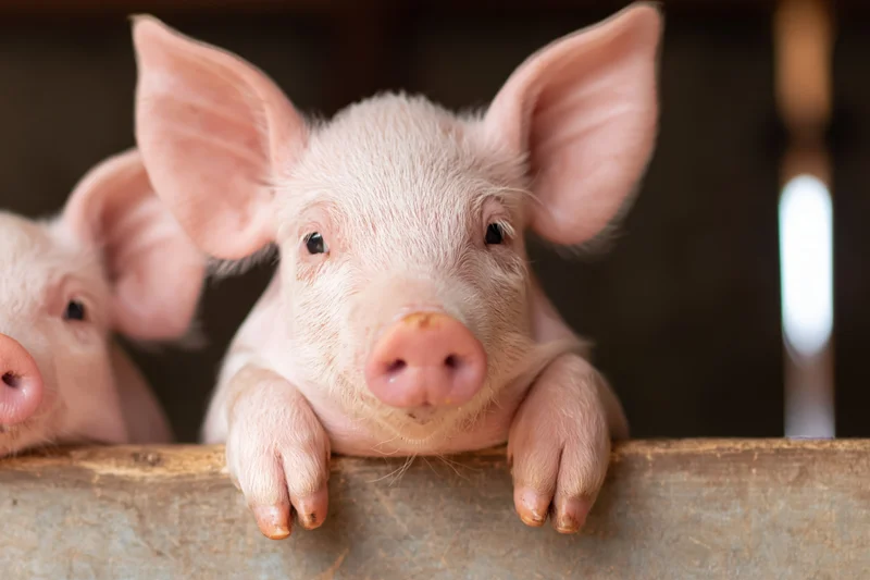 Young pink piglet resting front legs on wooden pen rail in barn