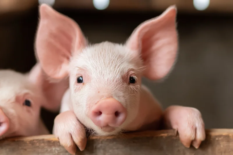 Young pink piglet resting front legs on wooden pen rail