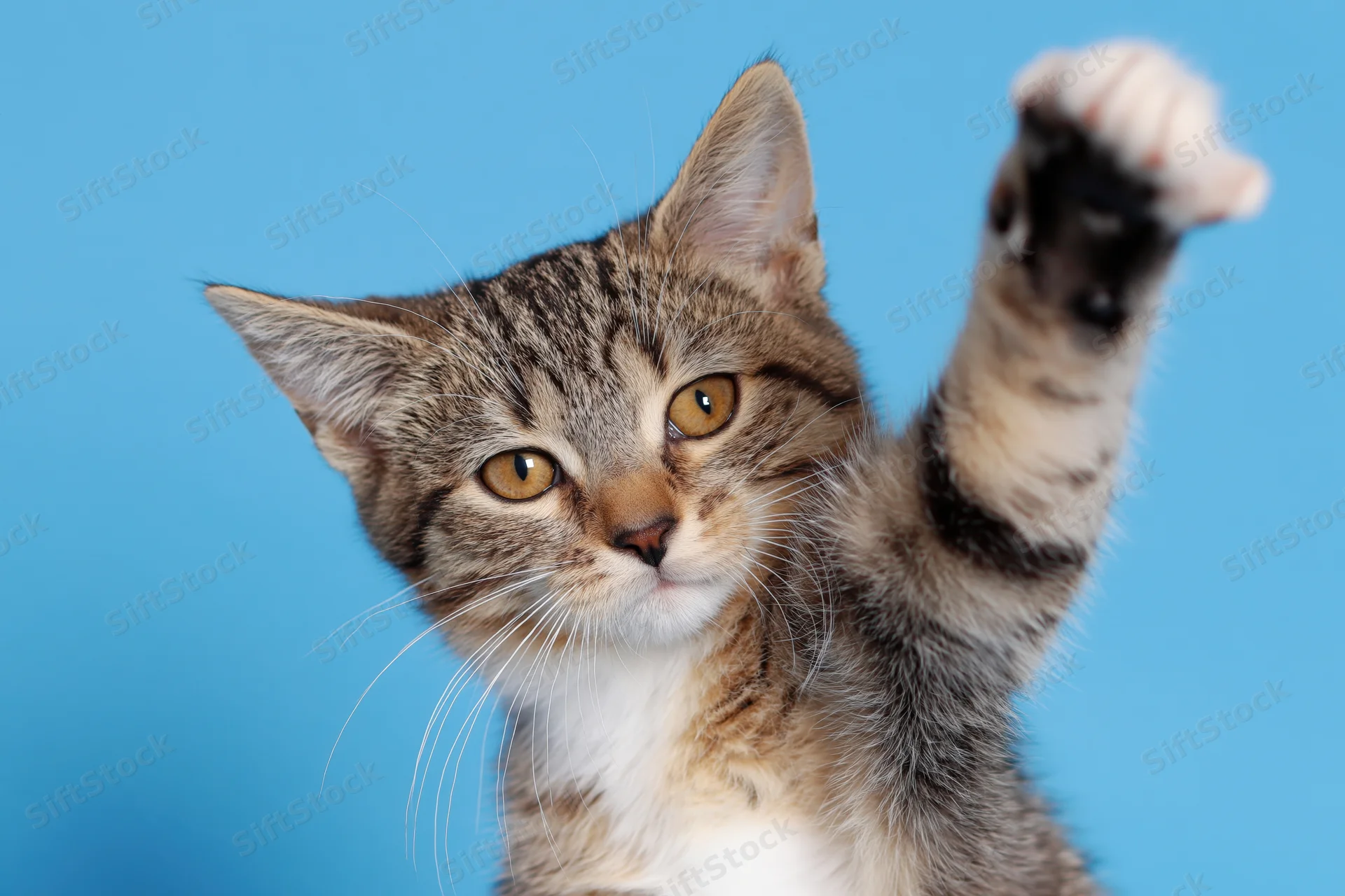 Young tabby kitten raising one paw toward the camera against a blue background