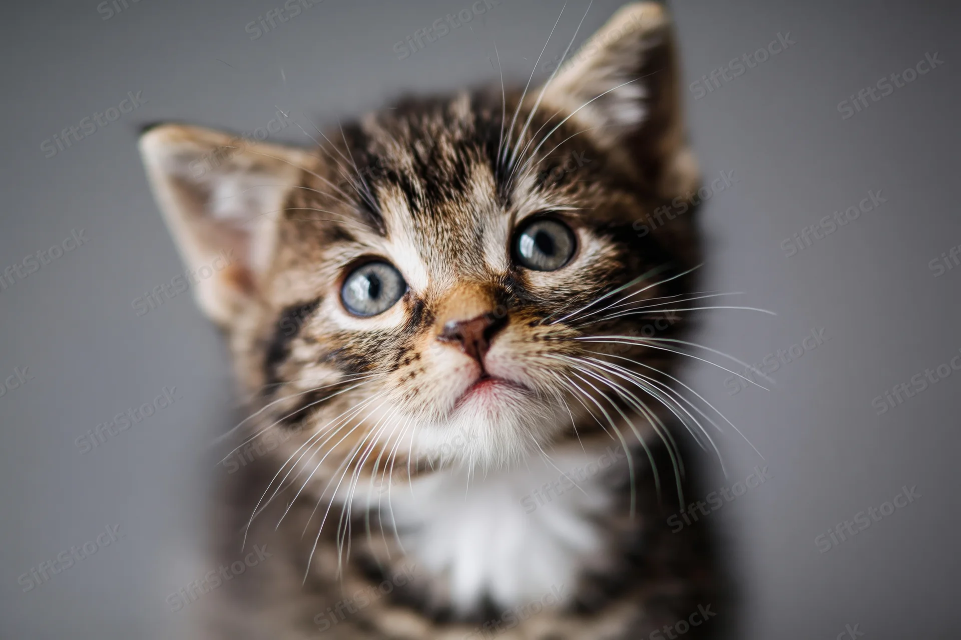 Young tabby kitten looking upward with wide blue eyes in a studio portrait against a gray background