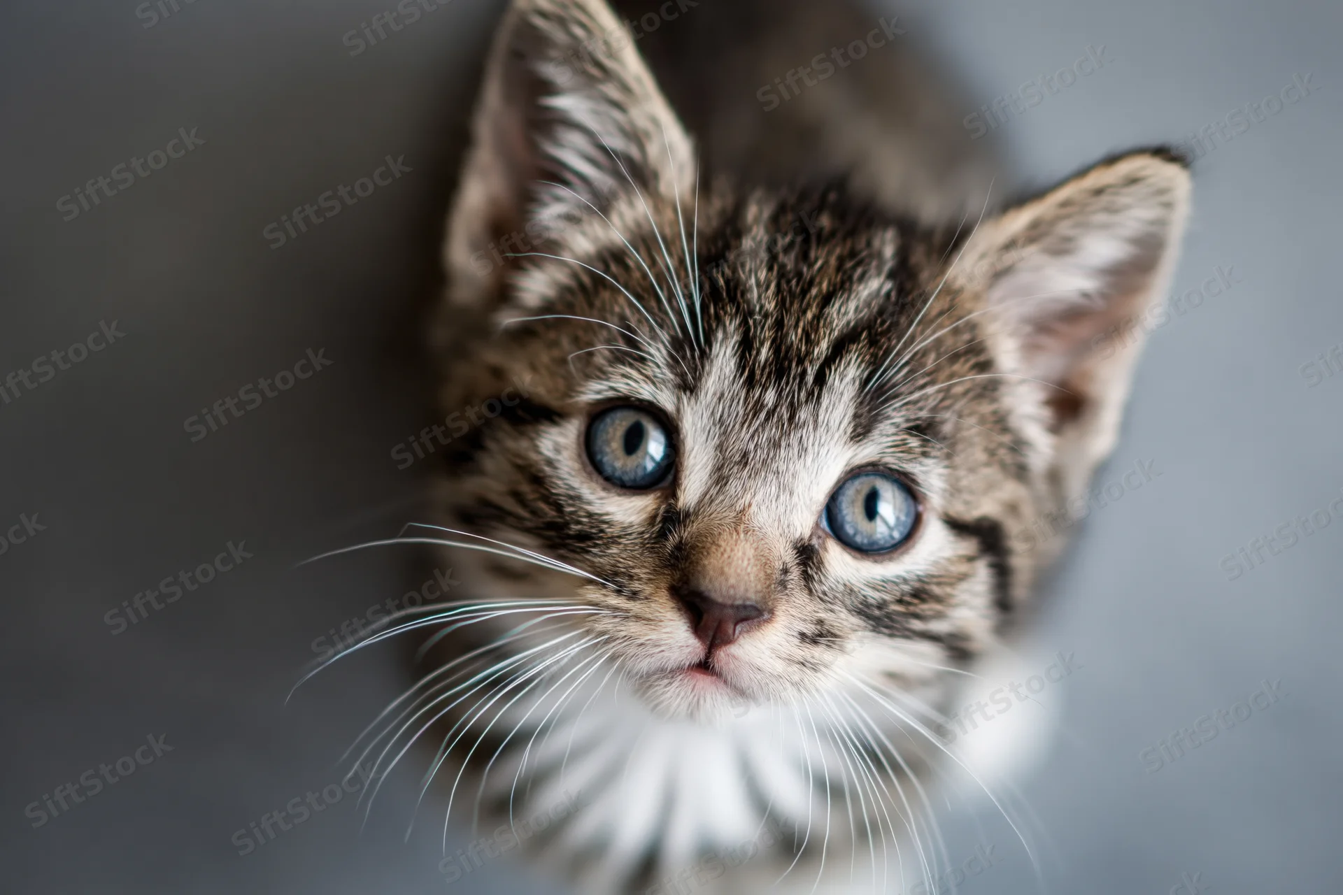 Young tabby kitten looking upward directly into the camera with bright blue eyes against a soft gray background