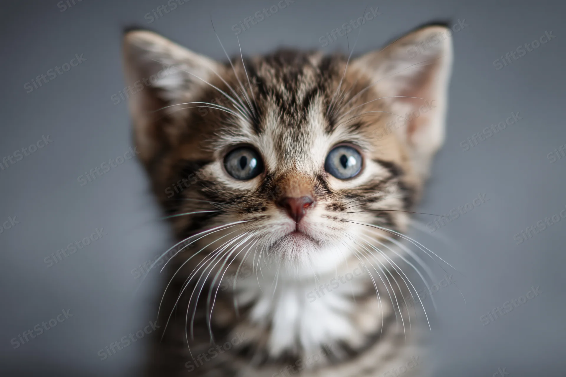 Young tabby kitten looking upward directly into the camera in a studio portrait