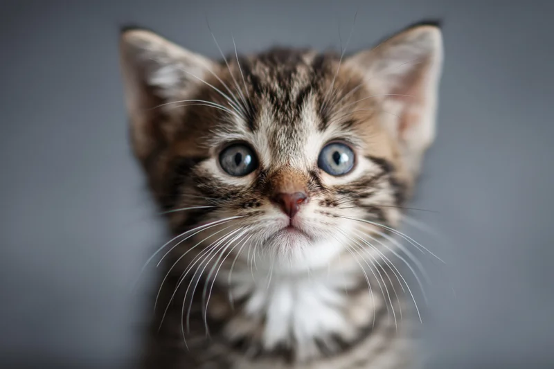 Young tabby kitten looking upward directly into the camera in a studio portrait