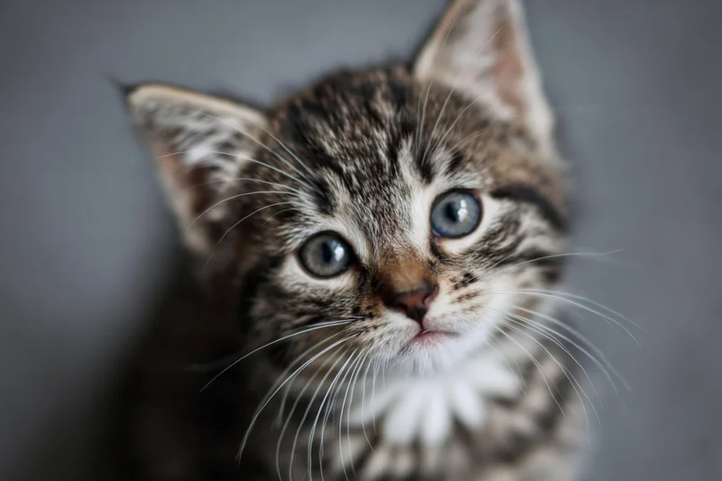 Young tabby kitten looking upward directly into the camera in a studio portrait