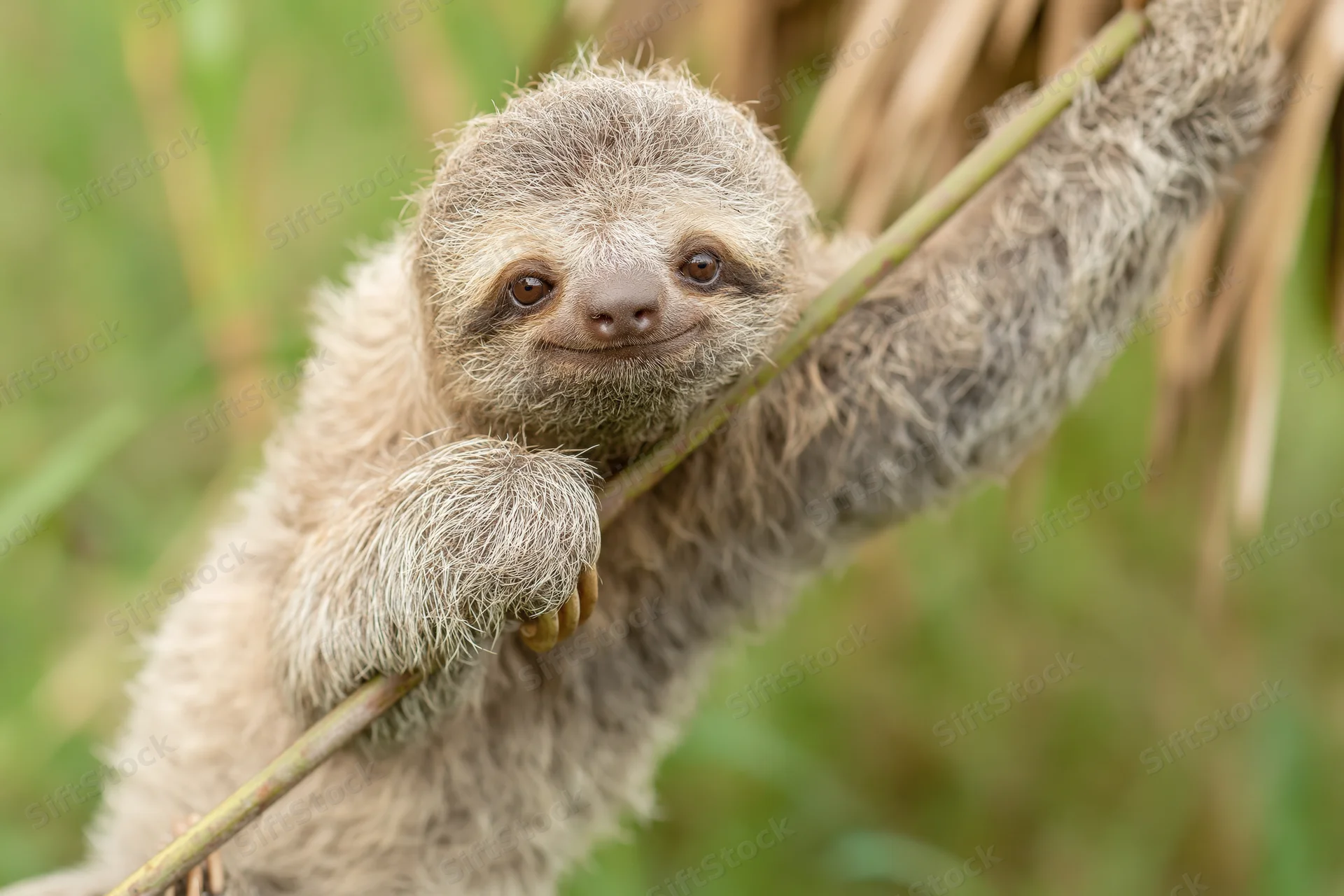 Young three-toed sloth clinging to a thin diagonal branch in a lush green forest setting