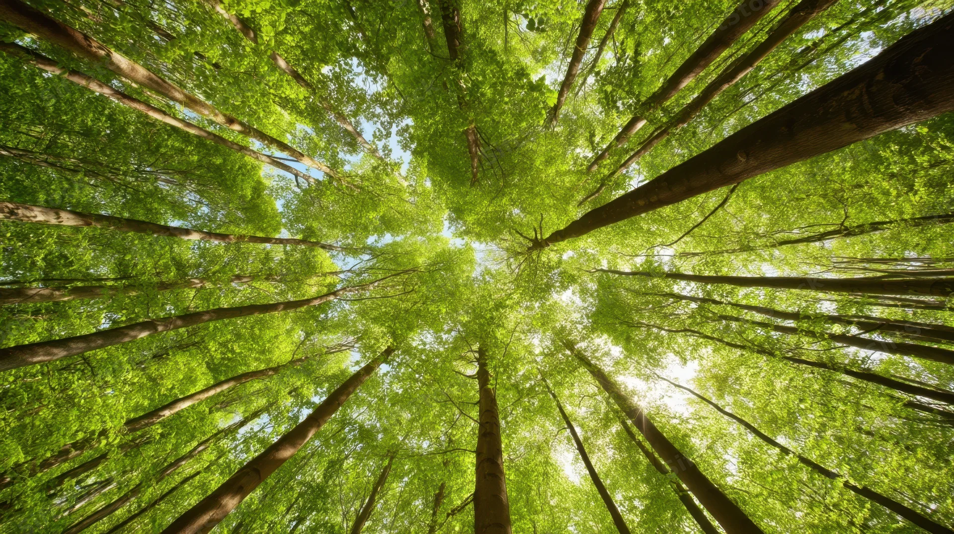Upward view through tall green trees in a dense forest canopy