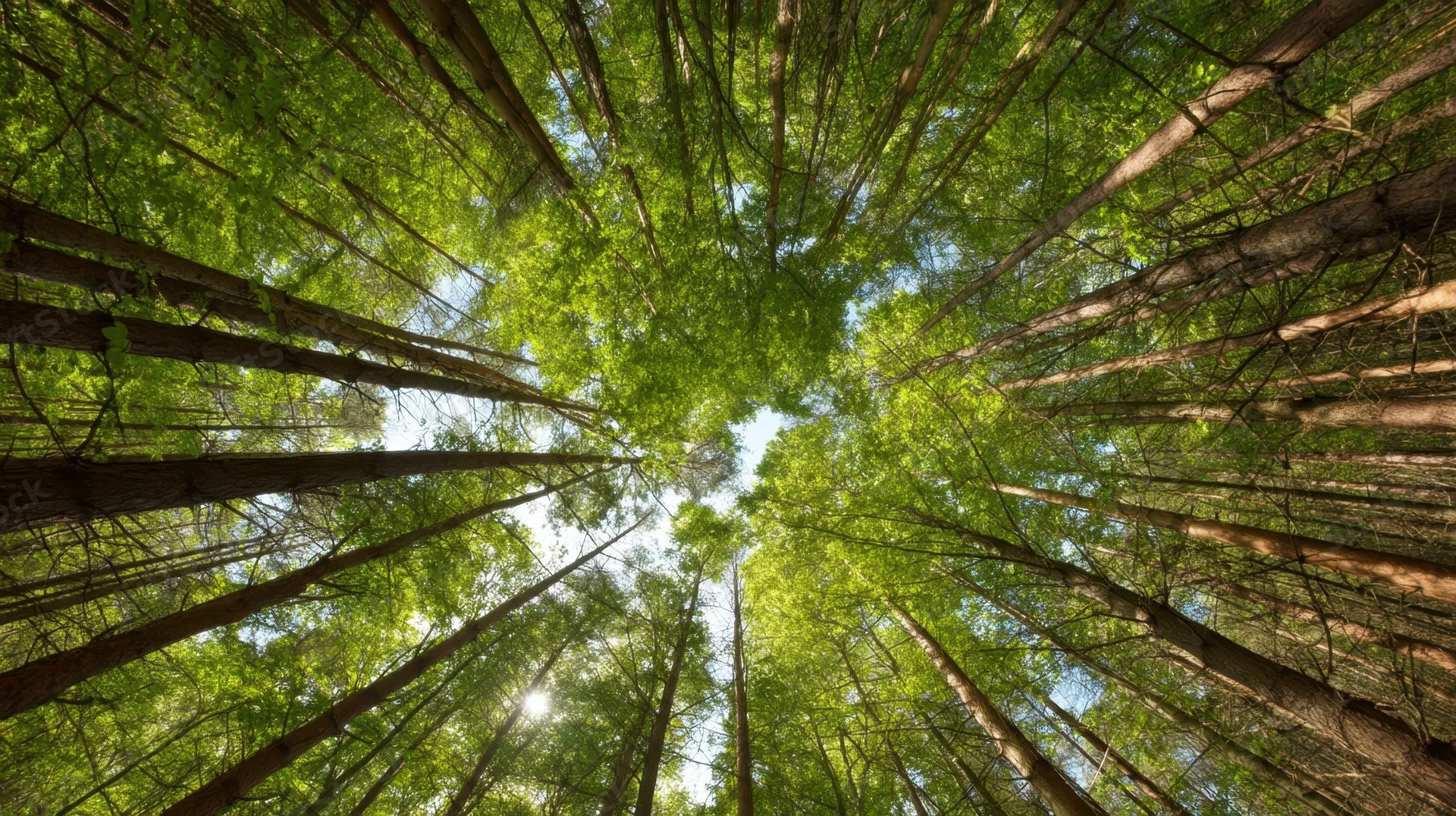 Upward view through tall green trees in a dense forest canopy with sunlight filtering through the leaves