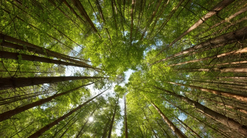 Upward view through tall green trees in a dense forest canopy with sunlight filtering through the leaves