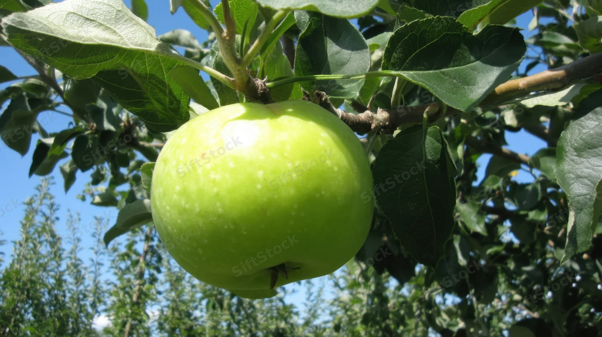 Bright green apple hanging from a tree branch in an orchard under sunlight