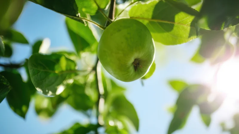 Green apple hanging from a tree branch with leaves against a bright blue sky and sunlight filtering through