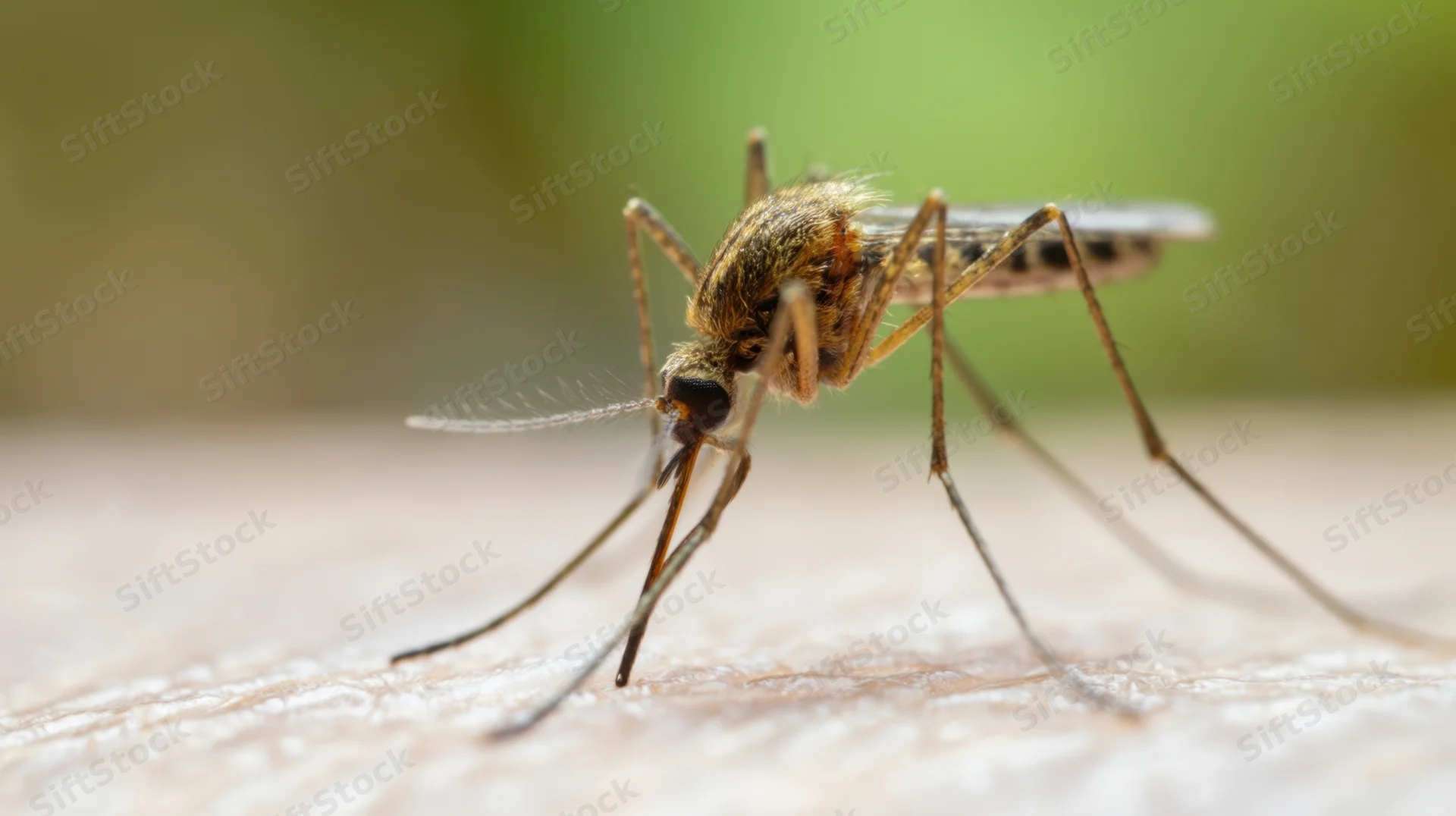 Mosquito feeding on human skin with proboscis inserted, close-up view