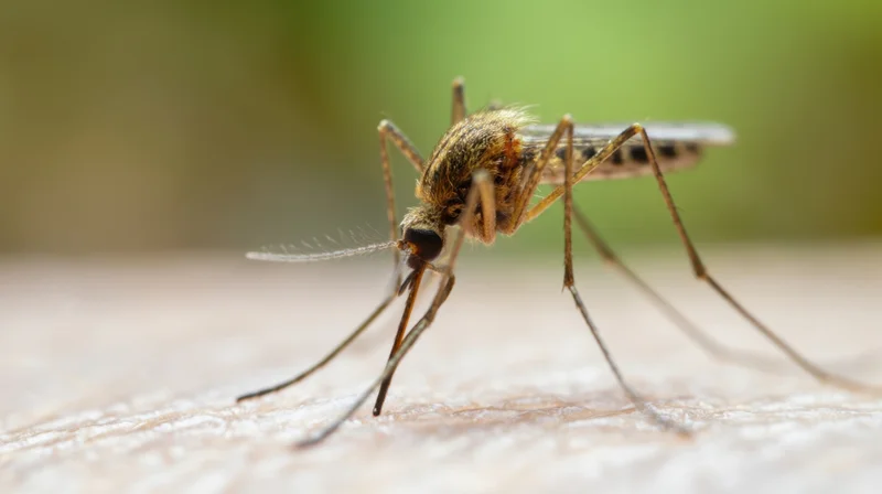 Mosquito feeding on human skin with proboscis inserted, close-up view