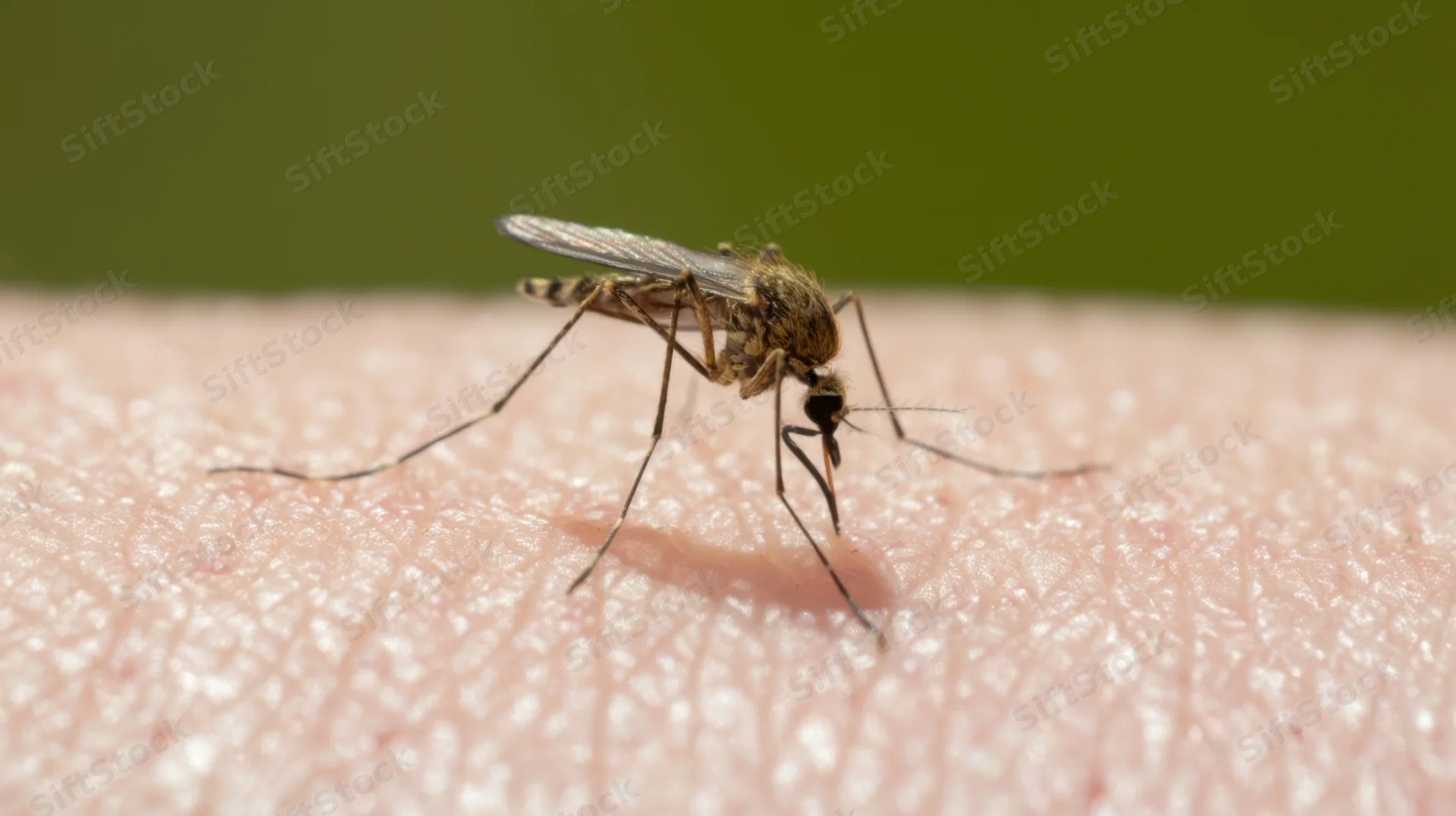 Mosquito feeding on human skin in close-up view