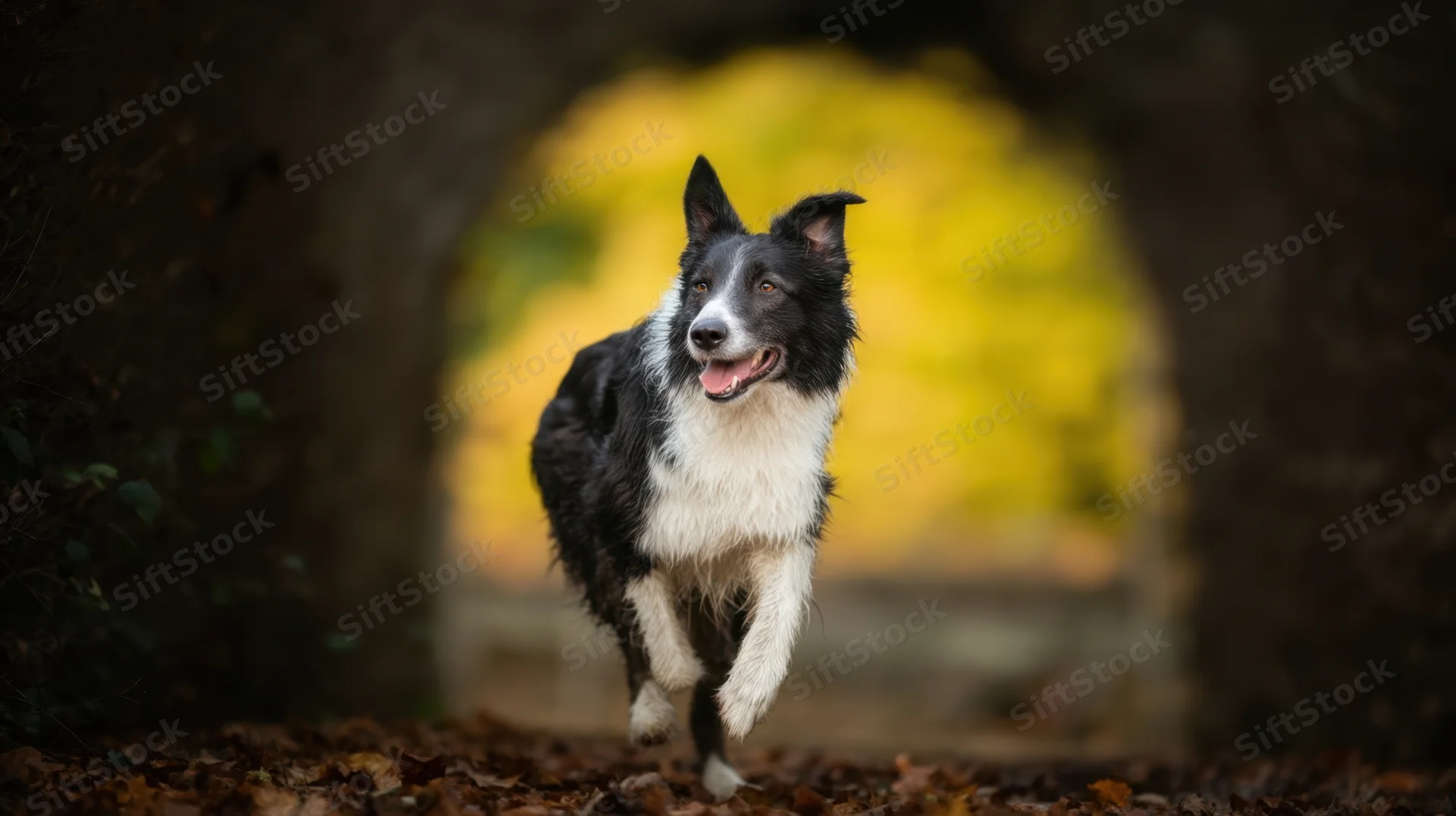 Bordercollie running joyfully through a leaf-covered forest path in autumn