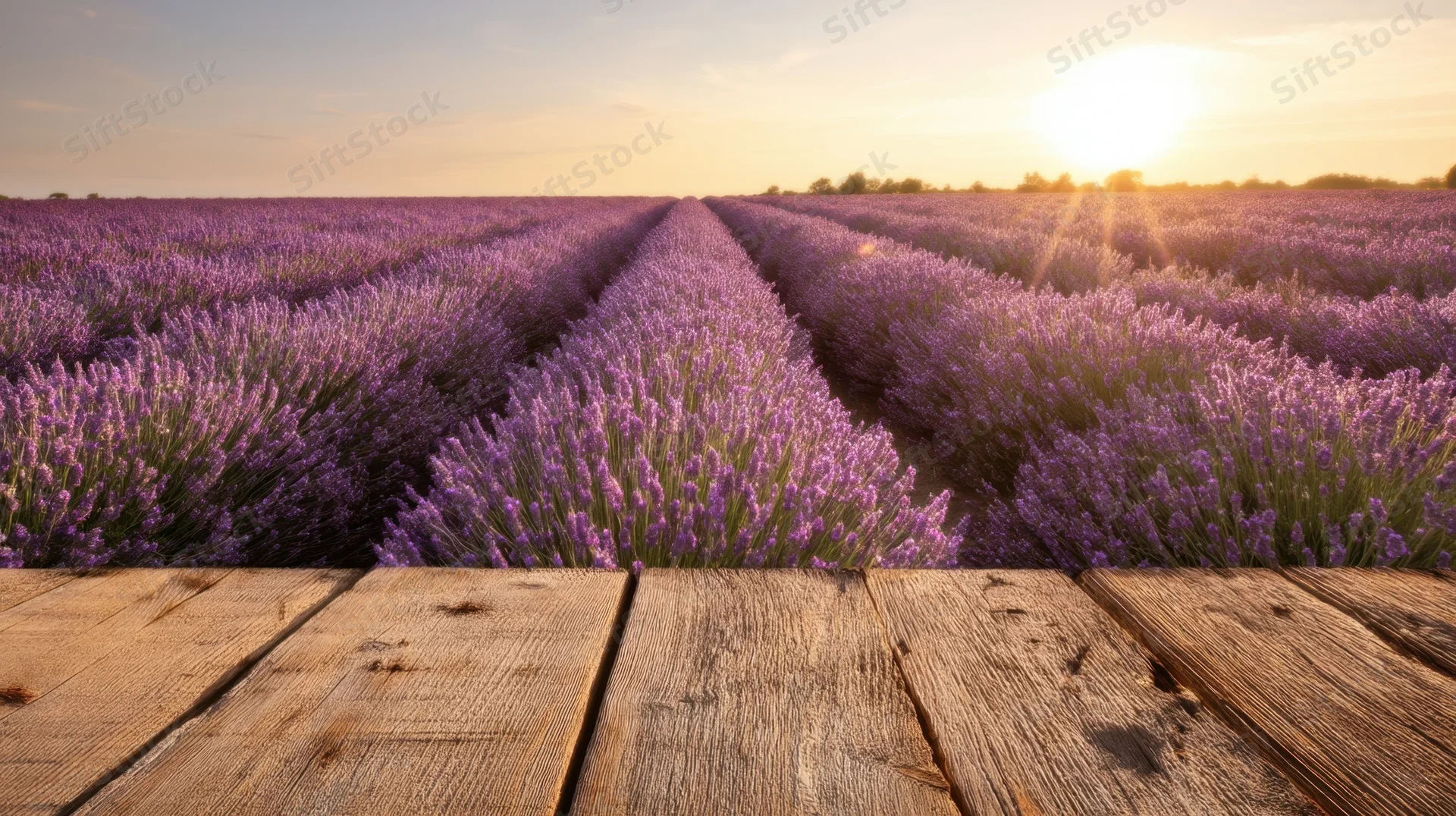 Lavender field stretching into the distance at sunset viewed from a wooden deck