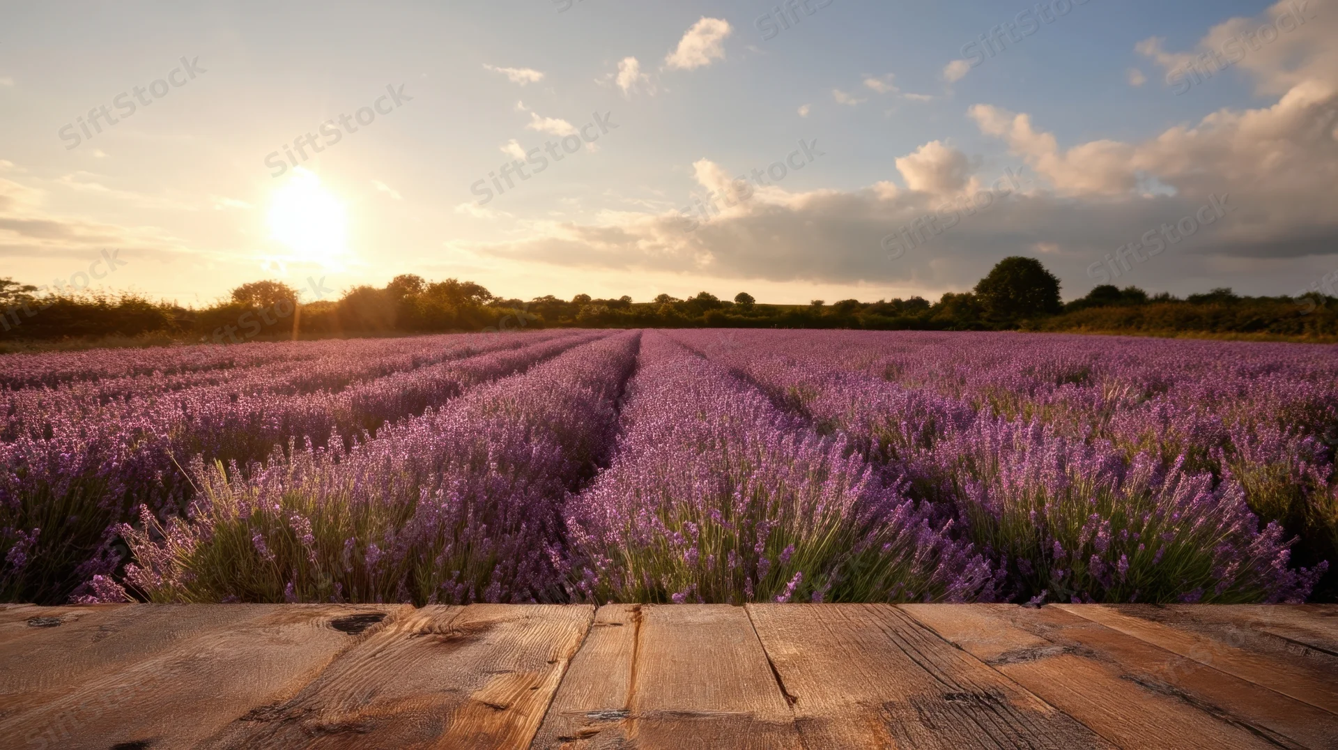 Lavender field at sunset with wooden deck in foreground