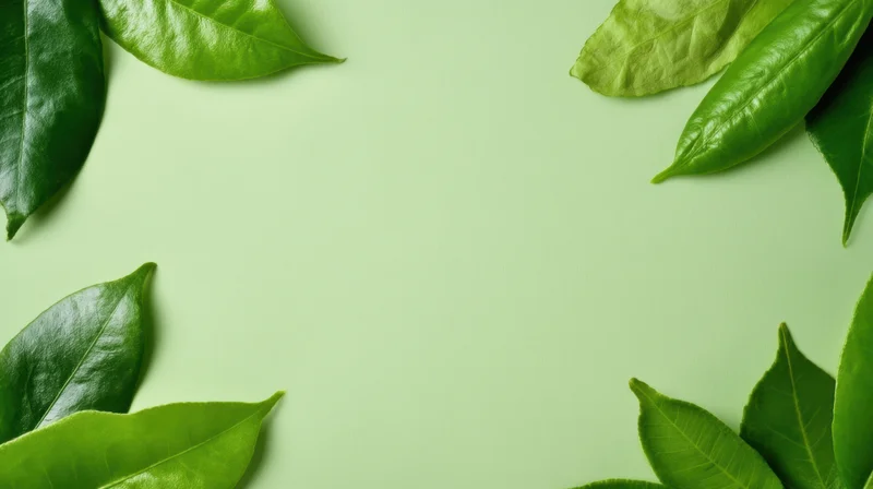 Green leaves arranged in a frame around a plain green surface with copyspace