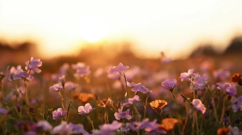 Purple and orange wildflowers blooming in a field at sunset