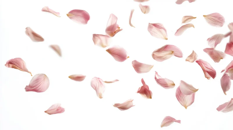 Rose petals floating against a white background