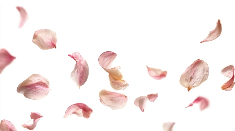 Floating pink rose petals against a white background
